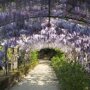 Chinese blauwe regen over een pergola